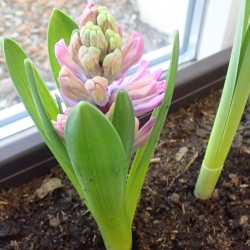 P1010006