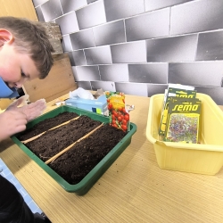 III. Výsev zeleniny